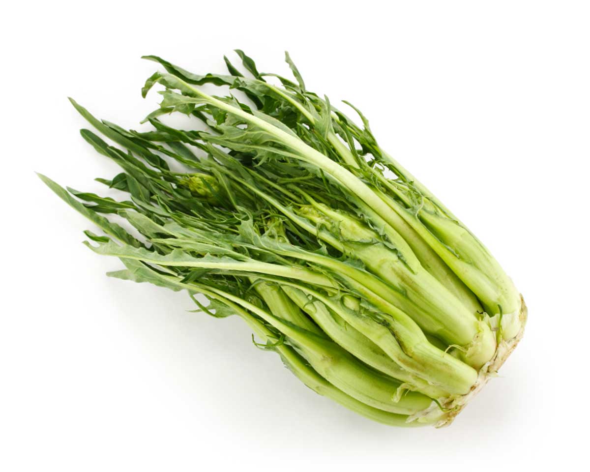 Puntarelle